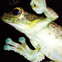 toad