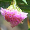 Orquidea