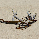 Cochayuyo / Kelp