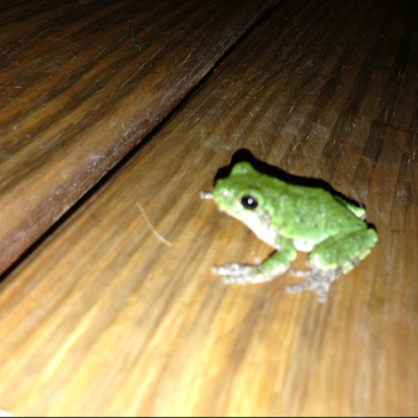 Gray tree frog (immature) | Project Noah