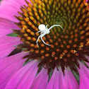 Goldenrod crab spider