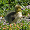 Canada Goose