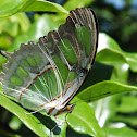Malaquite Butterfly