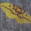 Imperial moth
