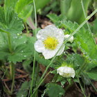 strawberry plant