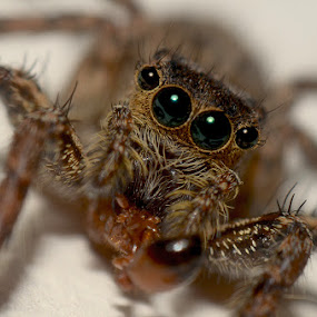 Home Spider by Eko Janu - Animals Insects & Spiders ( macro, jumping spider, spider, insect, animal )