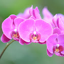 Moth Orchid