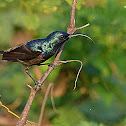 Purple Sunbird
