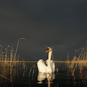 Swan B4 Storm