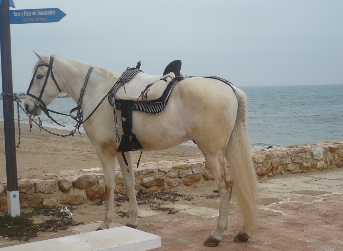 Caballo