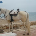 Caballo