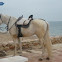 Caballo