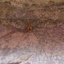 Harvestman