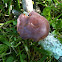 Jelly Ear Fungus