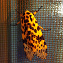 Giant Leopard Moth