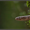 Checkered Keelback