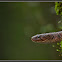 Checkered Keelback
