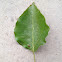 Bradford Pear
