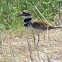 Killdeer