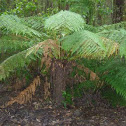Soft Tree Fern