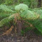 Soft Tree Fern