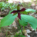 Red trillium
