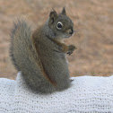 Boreal Red Squirrel