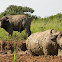 buffalo