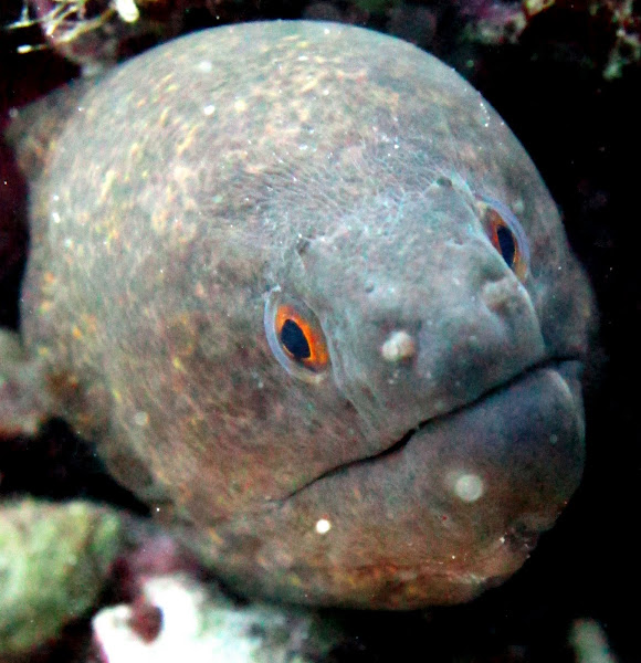 Yellow Margin moray eel Project Noah
