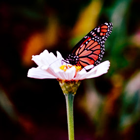 by Kelli Yeagley - Wildlife Insects & Spiders