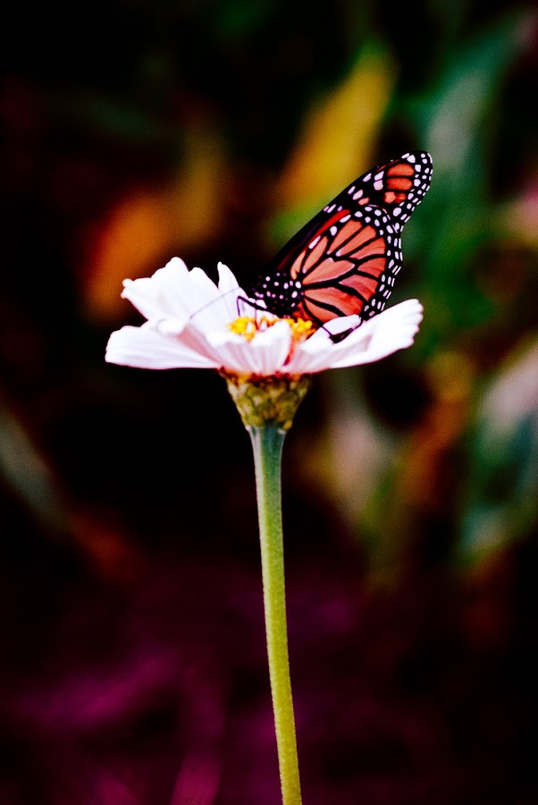 by Kelli Yeagley - Wildlife Insects & Spiders