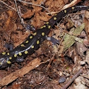 Spotted salamander