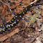 Spotted salamander