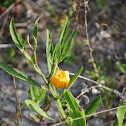 Coastal Groundcherry