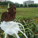 Autumn Leaves