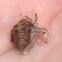 Hermit crab