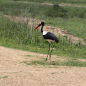 Saddle-billed Stork