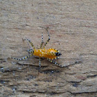 Assassin bug nymph