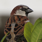 House Sparrow