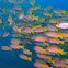Yellowfin Goatfish