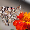 Painted Lady