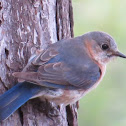 Eastern Bluebird