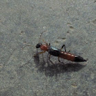Rove Beetle