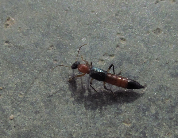 Spotting Image 1
