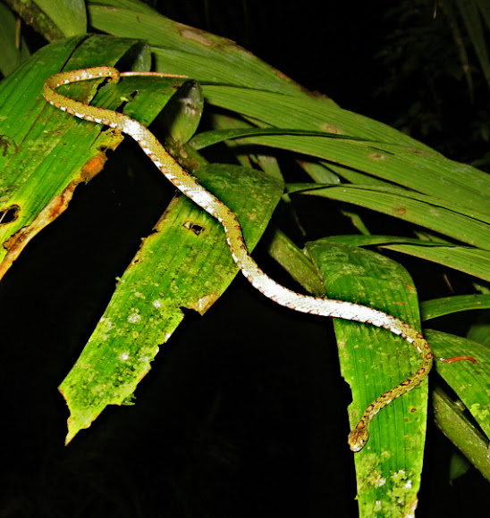 Spotting Image 1