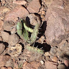Prickly Pear