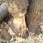 Beaver chew mark.