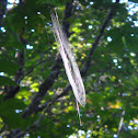 Spider web