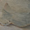 Stingray