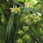 bamboo orchid